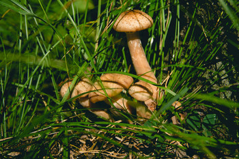 Honey mushrooms / ***