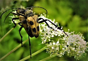 Beetles / ***