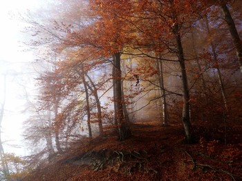 Herbstlicht / die Farben des Herbstes, Frühnebel und darüber Sonnenschein, im Herbst auf den Höhen des Weserberglandes immer wieder schön zu beaobachten