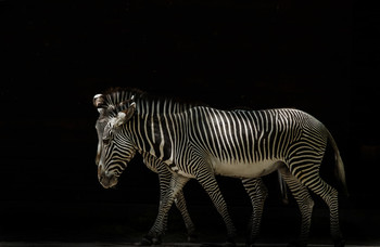 Paarlauf / Natürliche Freistellung 
Ein langes warten bis die Zebras im Licht waren und der Hintergrund im Schatten.
Anschliessend am PC Tiefen runter Licht etwas rauf und Kontrast erhöhen.