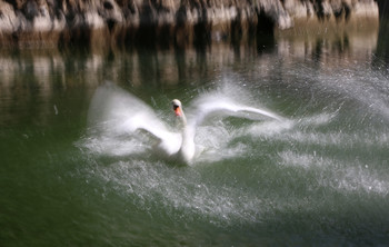 Water Treatments / ***