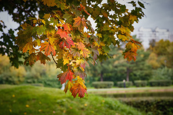 Autumn colors ... / ***