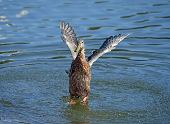 Dancing on the water / ***