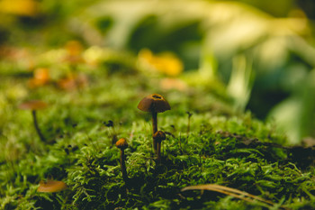 Forest sketches / ***