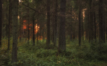 evening in the forest / ***