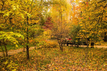 Multicolored autumn / ***