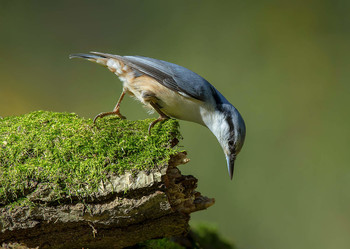 Nuthatch. / .....