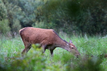 Pashkevich68 / Pashkevich68