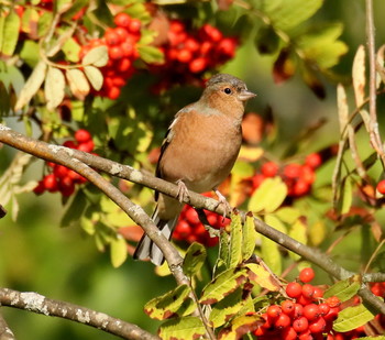 Finch / ***