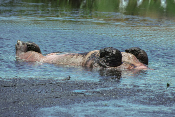 Water / ***