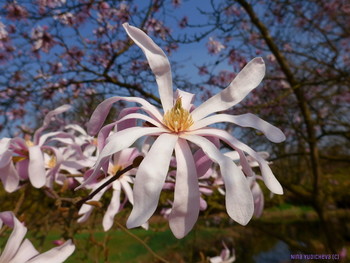 Magnolia / ***