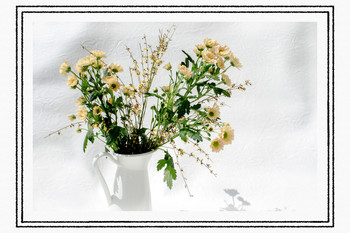 Chrisantemen / ....