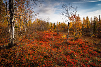 Autumn / _ _ _