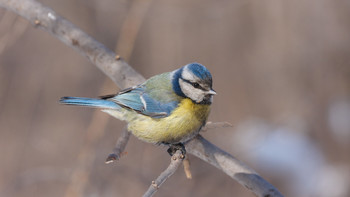 Blue tit / ***