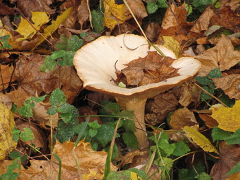 Mushroom time to / ***