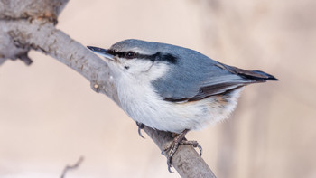 Nuthatch / ***