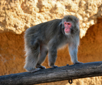 The owner of the harem / ===