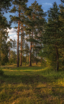 Forest / ***
