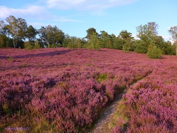 Fischbeker Heide Hamburg / https://www.youtube.com/watch?v=DMM68wkJe-g