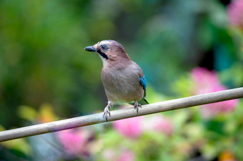 Jay / ***