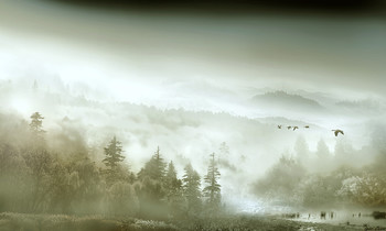 Morning fog / ***