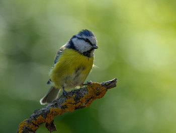 Blue tit / .....