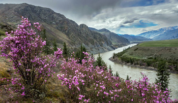 Spring ... Maralnik (Rhododendron of Ledebour) bloomed in the mountains ... / ***