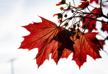Signs of autumn / ...