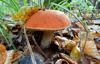 Signs of autumn / ***