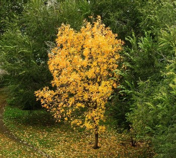 Signs of autumn / ***