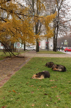 Signs of autumn / ***