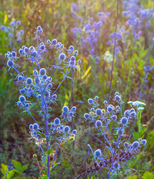 Signs of autumn / ***