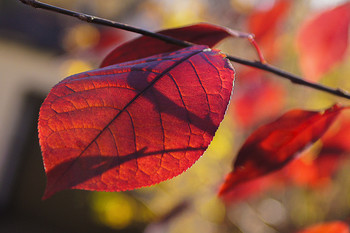 Signs of autumn / ***