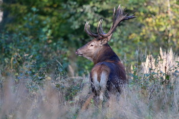 Pashkevich68 / Pashkevich68
