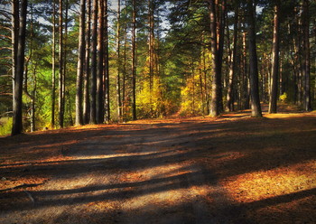 Autumn forest / ***