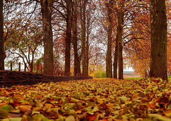 Autumn / ***