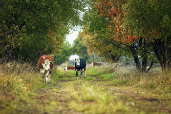 Cows / Samyang 135 f2