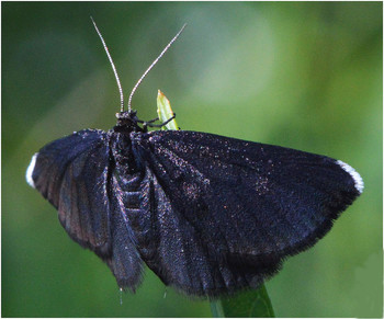 Moth / ***