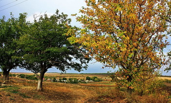 Autumn motives ... / ***