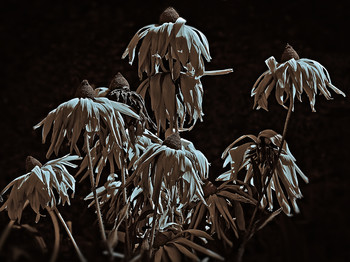 Autumn / ***