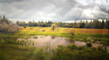 In the meadow ... / ***
