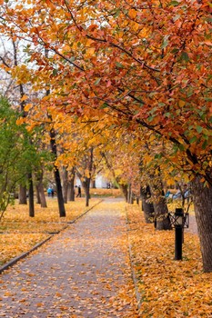 In the fall the park ... / ***
