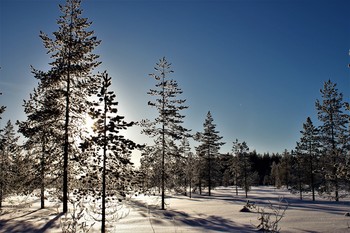 frost and sun ........ / ***