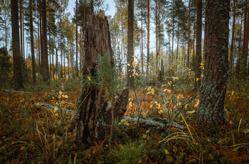 Autumn colors .. / ***