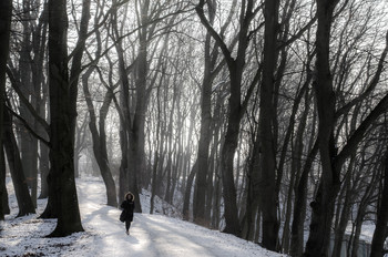 &nbsp; / Buchenwald im Augsbuger Park