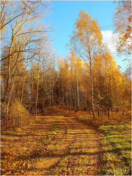for the autumn road / ***