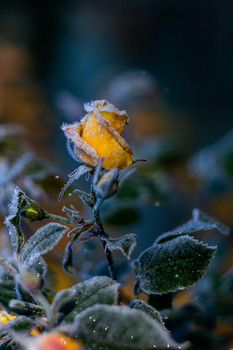 Breath of winter / ***