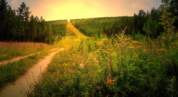 Forest Road / ***