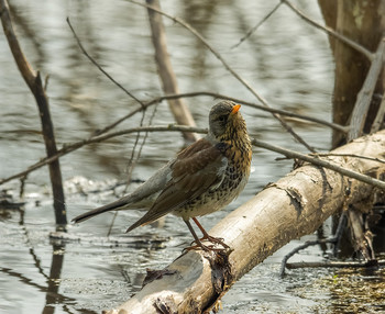 &nbsp; / (Turdus pilaris)