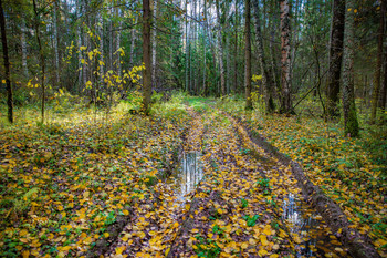 Forest Road / ***